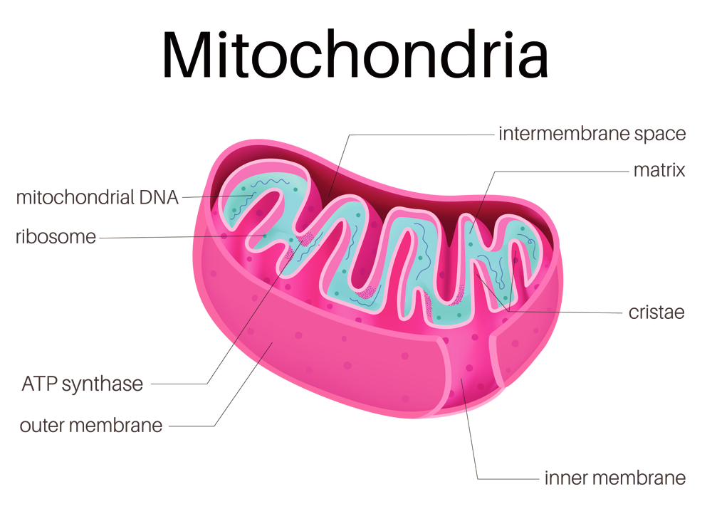 Mitochondrien: Kraftwerke der Zellen und die Quelle der Lebensenergie