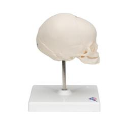 Fetus Schädel Modell auf Stativ - 3B Smart Anatomy / Bild 6