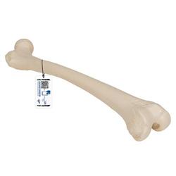 Oberschenkelknochen Modell - 3B Smart Anatomy