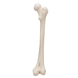 Oberschenkelknochen Modell - 3B Smart Anatomy / Bild 7