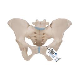 Becken-Skelett weiblich - 3B Smart Anatomy