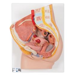 Weibliches Becken 2-teilig - 3B Smart Anatomy