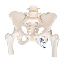 Becken-Skelett Modell weiblich mit Oberschenkelstümpfen