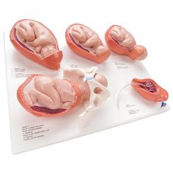 Geburtsstadien Modell klein - 3B Smart Anatomy