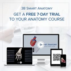 Armmuskel Modell 6-teilig  3B Smart Anatomy / Bild 9
