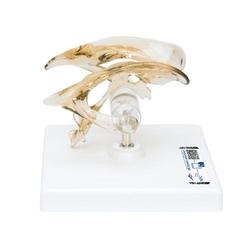 Gehirnventrikel Modell - 3B Smart Anatomy