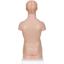 Mini-Torso,12-teilig - 3B Smart Anatomy / Bild 2