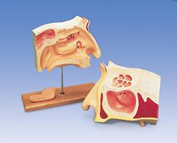 Sinus-Endoskopie-Trainer, 2 teilig