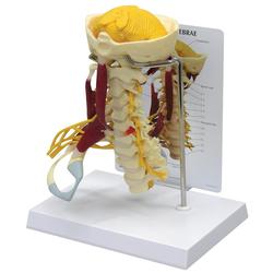 Halswirbelsäule mit Muskeln Modell