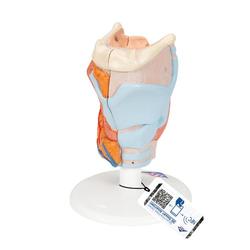 Kehlkopfmodell 2-teilig - 3B Smart Anatomy