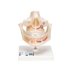 Gebissmodell eines Erwachsenen - 3B Smart Anatomy