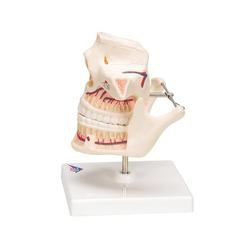 Gebissmodell eines Erwachsenen - 3B Smart Anatomy / Bild 5