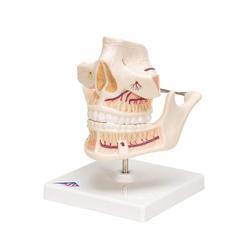 Gebissmodell eines Erwachsenen - 3B Smart Anatomy / Bild 6