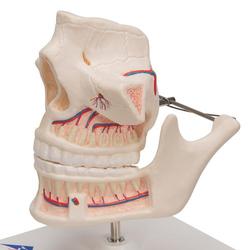 Gebissmodell eines Erwachsenen - 3B Smart Anatomy / Bild 7