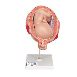 Fetus Modell 7. Monat - 3B Smart Anatomy