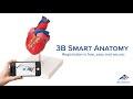 6 Wirbelmodelle auf Stativ - 3B Smart Anatomy / Bild 9