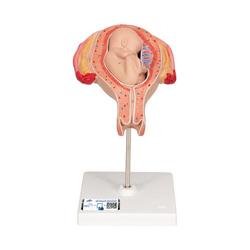 Fetus Modell 5. Monat Steisslage - 3B Smart Anatomy