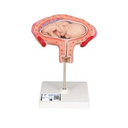 Fetus Modell  4. Monat  Bauchlage - 3B Smart Anatomy