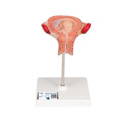 Fetus Modell 3. Monat - 3B Smart Anatomy