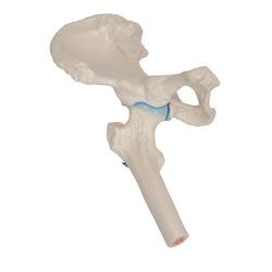 Hüftgelenk, mit Querschnitt Mini Anatomie Modell / Bild 7