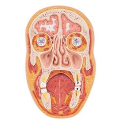 Median- und Frontalschnitt des Kopfes / Bild 2