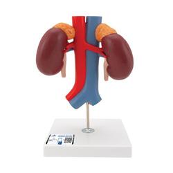 Nierenmodell mit Gefässen 2-teilig - 3B Smart Anatomy