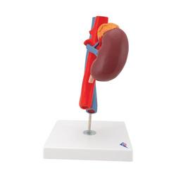 Nierenmodell mit Gefässen 2-teilig - 3B Smart Anatomy / Bild 3