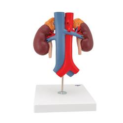 Nierenmodell mit Gefässen 2-teilig - 3B Smart Anatomy / Bild 4