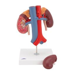 Nierenmodell mit Gefässen 2-teilig - 3B Smart Anatomy / Bild 6