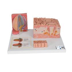 Zunge Modell  3B MICROanatomie™ 