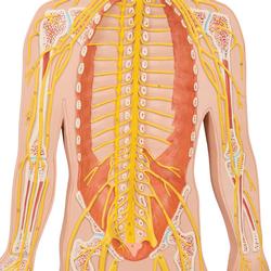 Nervensystem Modell 1/2 natürliche Grösse  / Bild 3