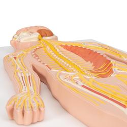 Nervensystem Modell 1/2 natürliche Grösse  / Bild 5