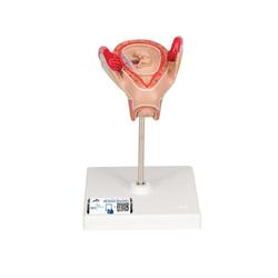 Embryo Modell 2. Monat - 3B Smart Anatomy