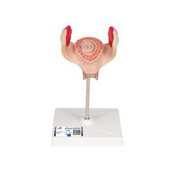 Embryo Modell 1. Monat - 3B Smart Anatomy