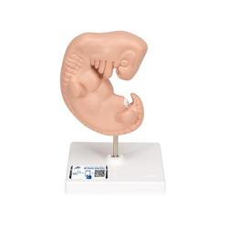 Embryo Modell 25-fache Grösse - 3B Smart Anatomy