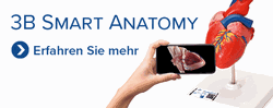 Wirbel Set mit 24 BONElike™Wirbel,  - 3B Smart Anatomy  / Bild 2