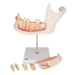 Unterkieferhälfte 3- fache Grösse 6-teilig  / Bild 6