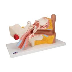 Ohr 3- fache Grösse 4- teilig - 3B Smart Anatomy / Bild 2