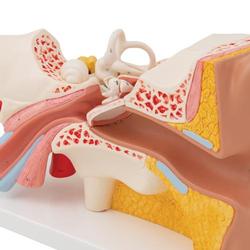 Ohr 3- fache Grösse 4- teilig - 3B Smart Anatomy / Bild 8