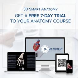 Fingermodell mit Muskeln und Sehnen, 3B Smart Anatomy / Bild 7