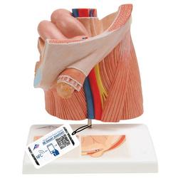 Leistenbruchmodell - 3B Smart Anatomy