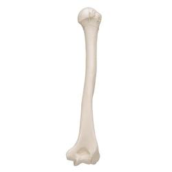 Oberarmknochen Modell - 3B Smart Anatomy / Bild 5