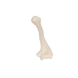 Oberarmknochen Modell - 3B Smart Anatomy / Bild 8