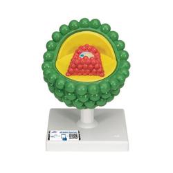 HIV-Modell - 3B Smart Anatomy