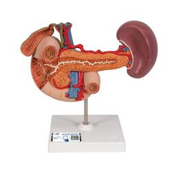 Modell der hinteren Oberbauchorgane - 3B Smart Anatomy