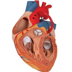 Herz mit Bypass 2- fache Grösse 4- teilig  / Bild 7