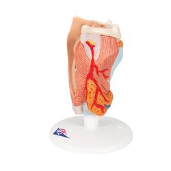 Kehlkopfmodell 2-teilig - 3B Smart Anatomy / Bild 3