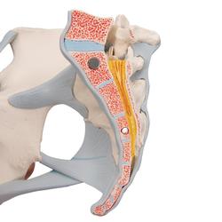 Becken weiblich mit Bändern 3-teilig - 3B Smart Anatomy / Bild 6