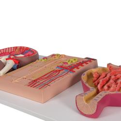 Serie Nierenschnitt Nephron Blutgefässen, Nierenkörper / Bild 2