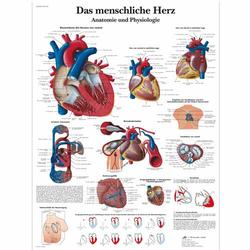 Das menschliche Herz - Poster